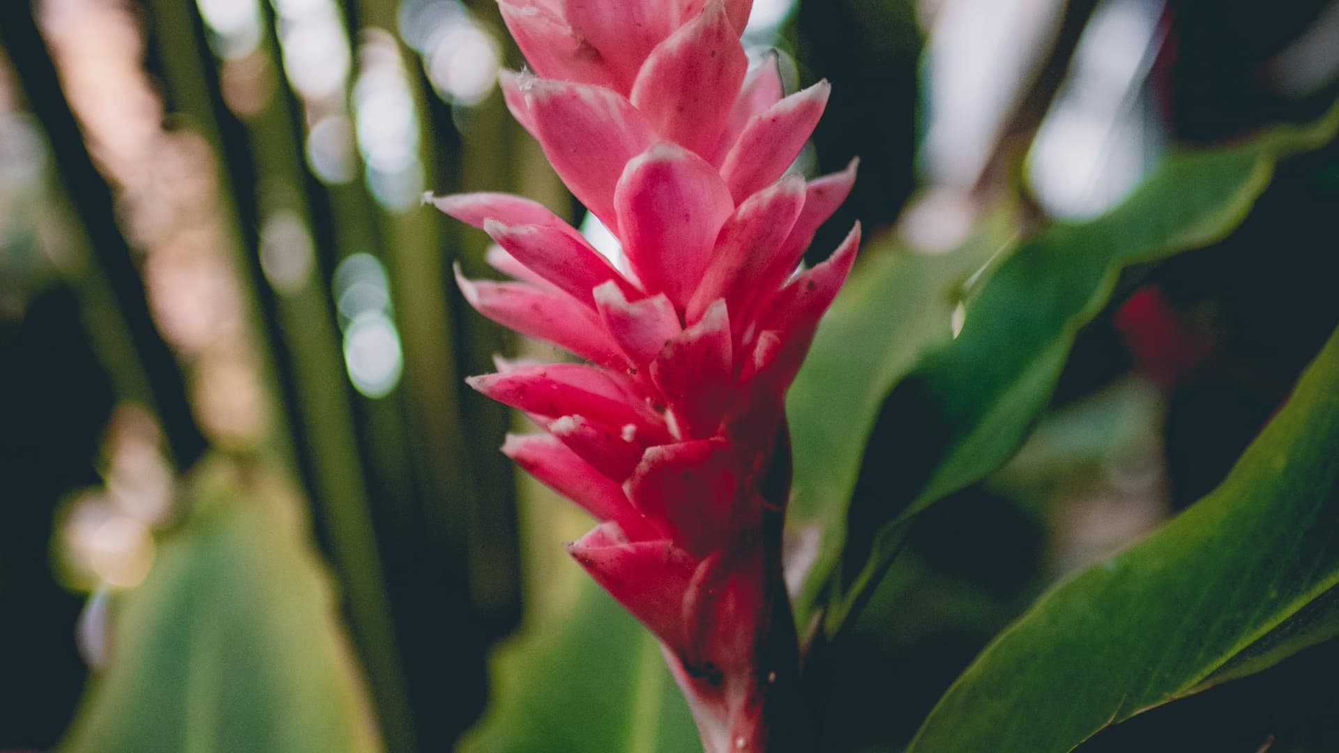 Tropical plants
