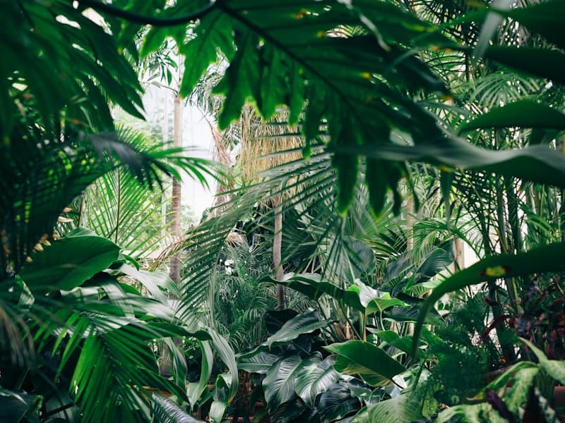 Featured plant