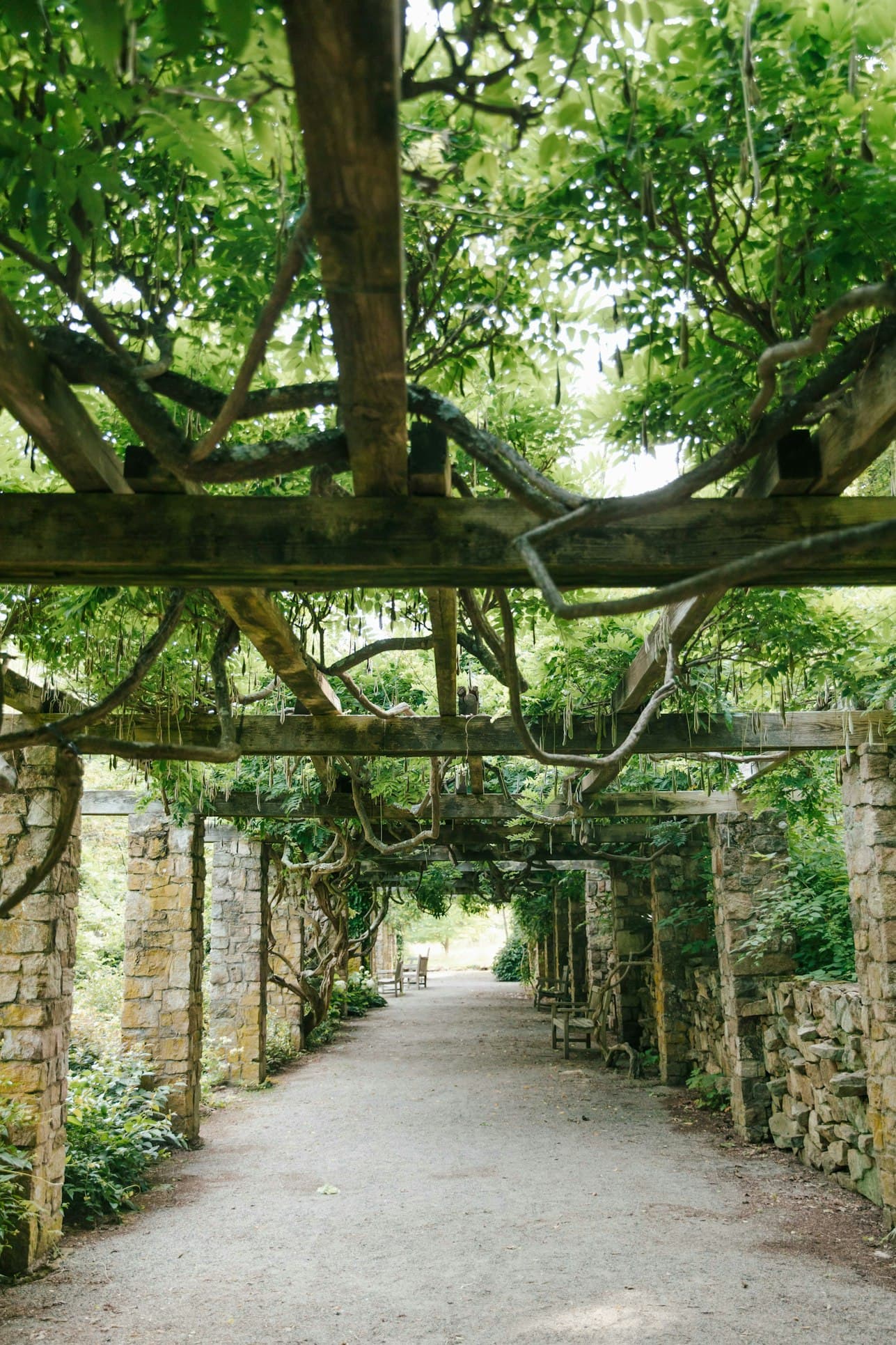 Ancient Canopy Walk