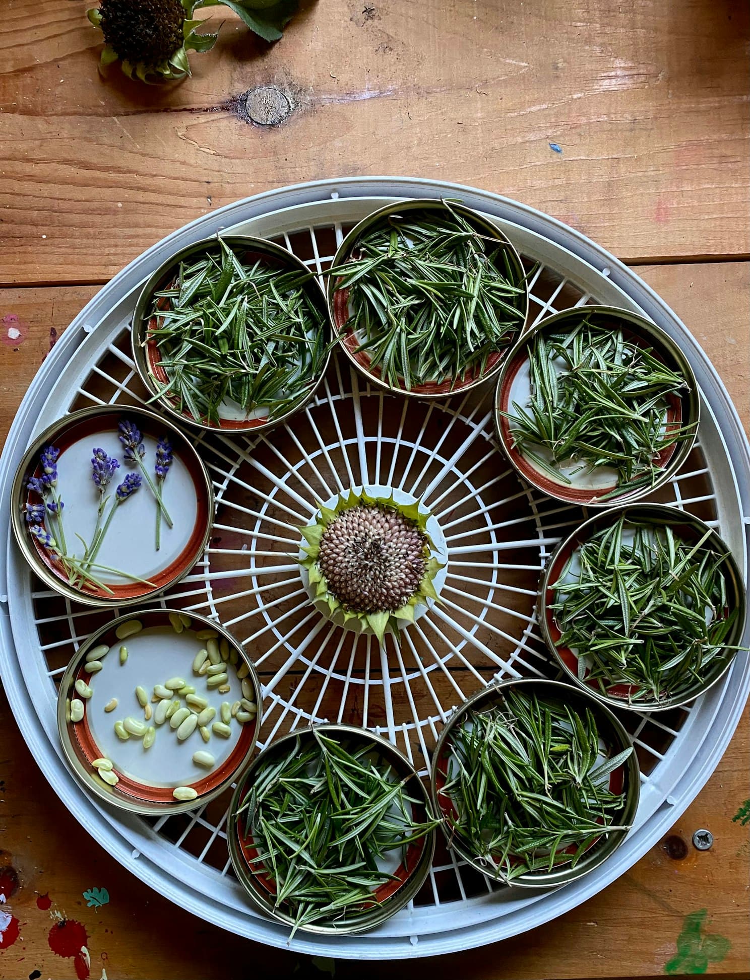 Botanical Discovery